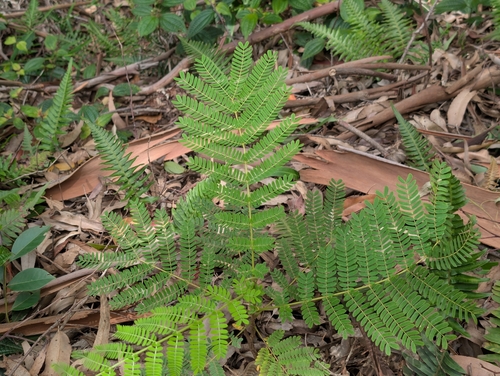 Falcataria falcata