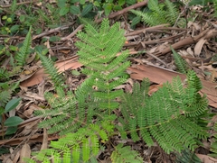 Falcataria falcata