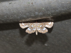 Cymoriza
