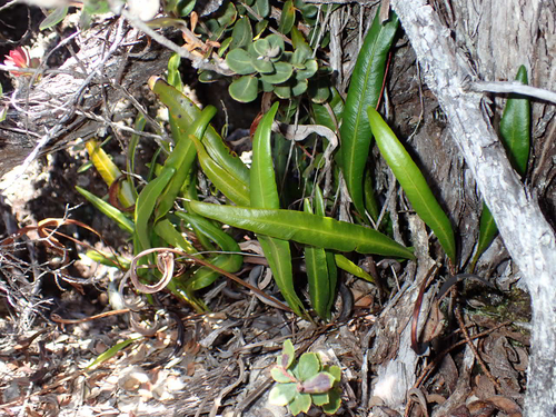 Elaphoglossum wawrae observed 2026-08-01