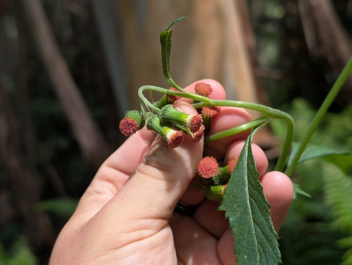 Crassocephalum crepidioides observed 2026-08-01