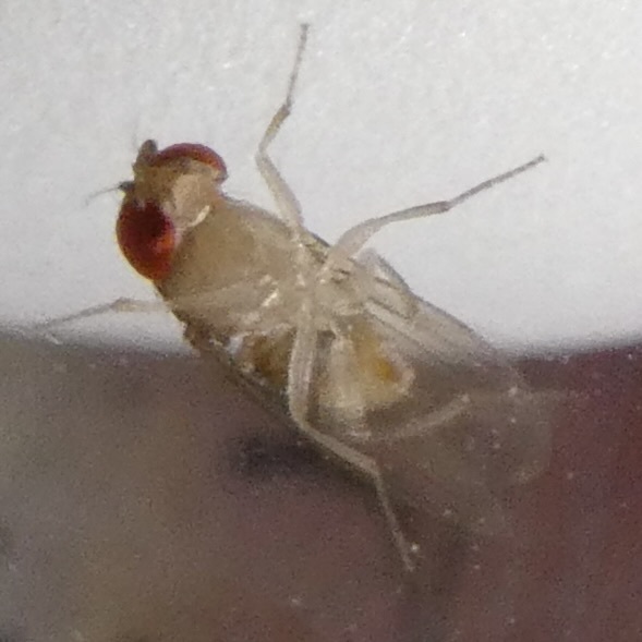 Zygothrica orbitalis