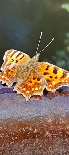 European Comma