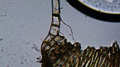 Plagiothecium piliferum