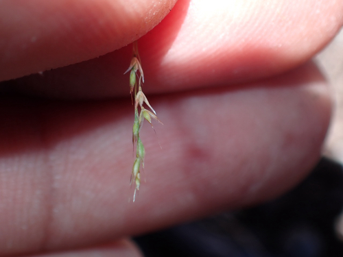 Lachnagrostis filiformis observed 2026-08-01