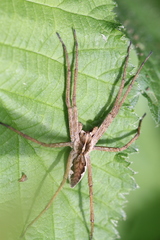 Pisaura mirabilis