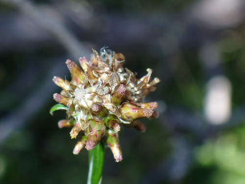 Euchiton japonicus observed 2026-08-01