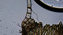 Plagiothecium piliferum