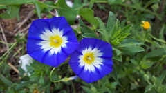Convolvulus tricolor