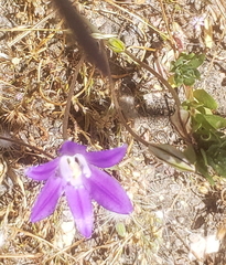 Brodiaea terrestris kernensis