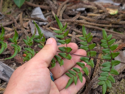 Cheilanthes, 2026-08-01