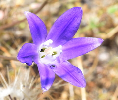 Brodiaea terrestris kernensis