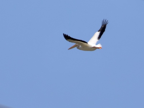 American White Pelican