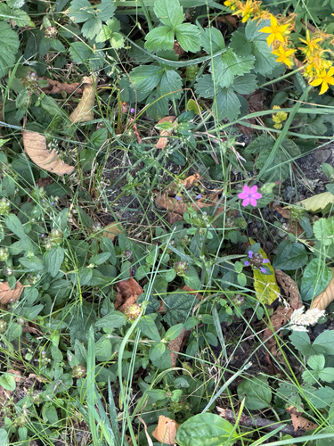 Dianthus armeria