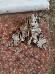 Notonagemia analis gressitti