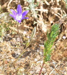 Brodiaea terrestris kernensis