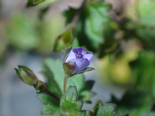 Veronica plebeia observed 2026-08-01