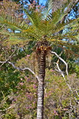 Cycas armstrongii, photograph (c) Wairambar Rainforest, some rights reserved (CC BY)
