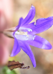 Brodiaea terrestris kernensis