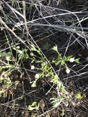 Erigeron bellidiastrum