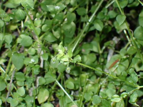 Stellaria media observed 2026-08-01