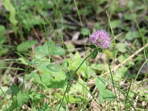 Red Clover