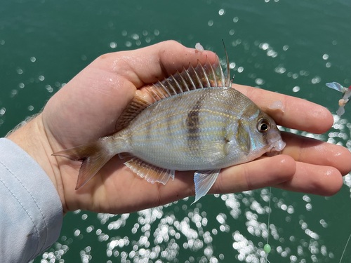 Langstekel-zeebrasem (Stenotomus caprinus) — Sparidae — 2