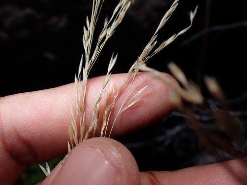 Deschampsia nubigena observed 2026-08-01