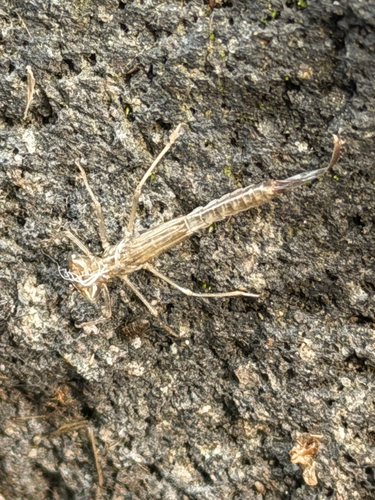 Claassenia sabulosa
