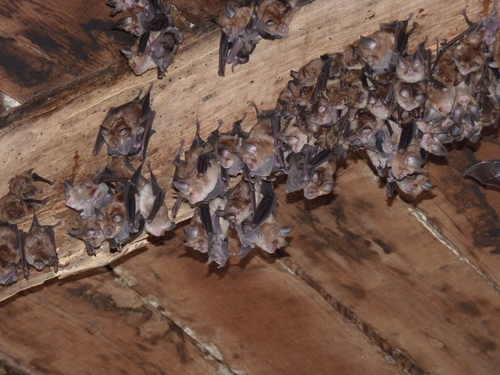 Mediterranean horseshoe bat