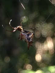 Micrathena nigrichelis
