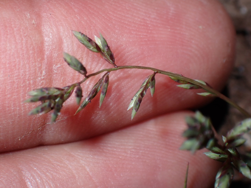 Eragrostis brownii observed 2026-08-01