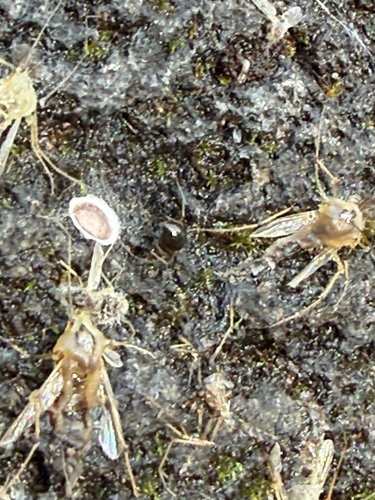 Harnischia group