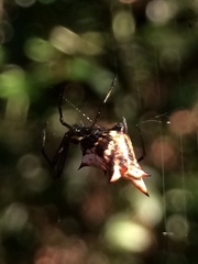 Micrathena nigrichelis