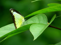 Appias lyncida eleonora