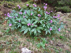 Cardamine glanduligera