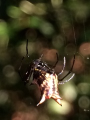 Micrathena nigrichelis