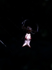 Micrathena nigrichelis