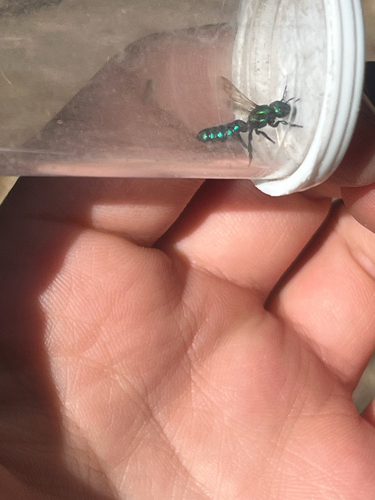 iNaturalist observation photo of Small Mason Bees