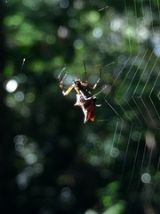 Micrathena nigrichelis