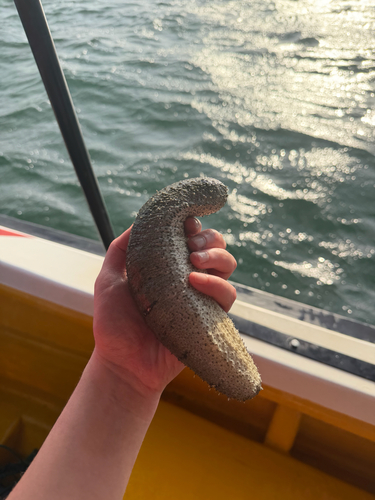 Golden Sandfish