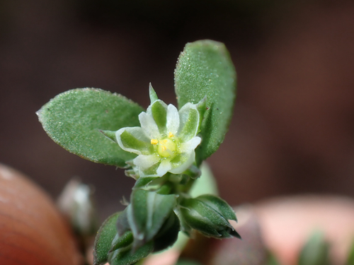 Polycarpon tetraphyllum observed 2026-08-01