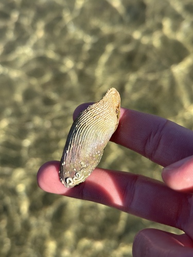Barnea similis, 2026-07-27