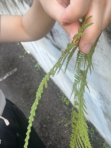 Davallia denticulata observed 2026-08-02