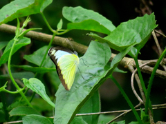 Appias lyncida eleonora