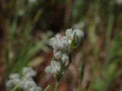 Micropus californicus