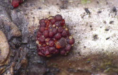 Hyalorbilia erythrostigma