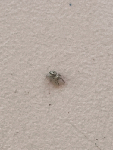 iNaturalist observation photo of Typical Jumping Spiders