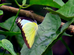 Appias lyncida eleonora