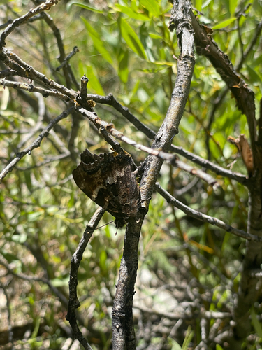 iNaturalist observation photo of California Tortoiseshell